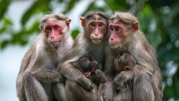 Monkey Snatches 20-Day-Old Baby from Mother's Arms and Throws Her into a Well; Baby Miraculously Survives Read the Full Story