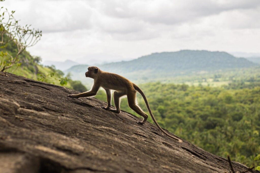 Monkey Snatches 20-Day-Old Baby from Mother's Arms and Throws Her into a Well; Baby Miraculously Survives Read the Full Story